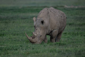 Fototapeta premium giant black rhinoceroses in their natural environment in a national park in Kenya