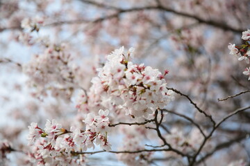 撮って出しの桜