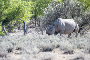 Obraz premium giant black rhinoceroses in their natural environment in a national park in Kenya