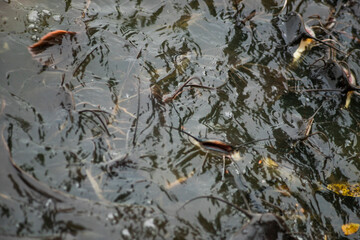 High angle view of fish in pond,Close-up of fish in frozen lake,High angle view of fish swimming lake with reflection of illuminated lights,Close-up of fishes swimming underwater,