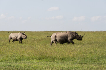 Obraz premium giant black rhinoceroses in their natural environment in a national park in Kenya