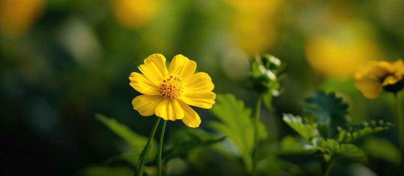 Gorgeous small yellow flower in natural garden with stunning images.