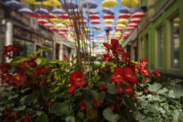 Fototapeta na wymiar CITYSCAPE - A flowers on the bouleward in city center under colorful umbrellas 