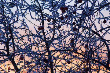 Tree branches covered with snow against the background of the evening sky.