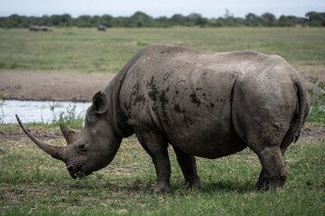 giant black rhinoceroses in their natural environment in a national park in Kenya