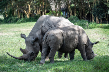 Fototapeta premium giant black rhinoceroses in their natural environment in a national park in Kenya
