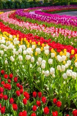 red and white tulips