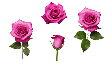 Magenta Roses Set: Beautiful Floral Arrangement with Transparent Background, Perfect for Perfume and Essential Oil Brands - Top View 3D Digital Art for Botanical Designs