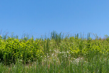 夏の青空　川の土手に吹くそよ風