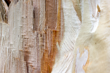 texture of a broken tree without part of the bark where you can see the structure of the trunk and wood fibers close-up