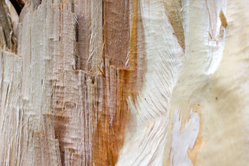 texture of a broken tree without part of the bark where you can see the structure of the trunk and...