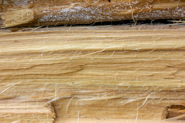 texture of a broken tree without part of the bark where you can see the structure of the trunk and wood fibers close-up