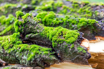 the trunk of an old tree is covered with green moss close-up
