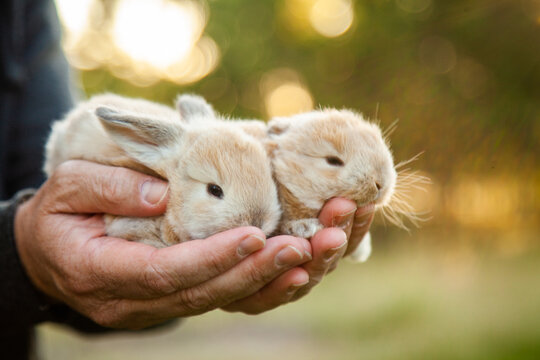 Man holding two baby bunny rabbits in his hands