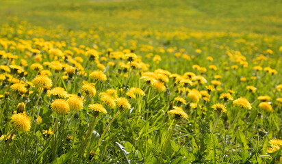 Nature Spring meadow with dandelion flowers