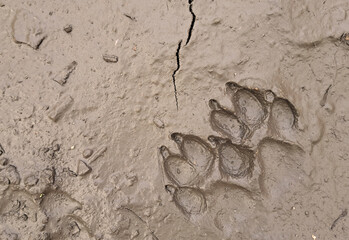 Big dog paw prints in the mud. Dog footprint on wet earth. Background with copy space