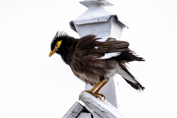Common myna in natural conditions on the roof of a house on a summer day on the island of Mauritius