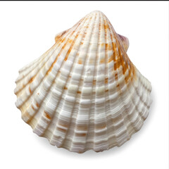 Fototapeta premium Sea shell isolated on white background, top view, clipping path.