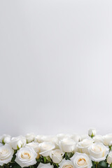 Fototapeta na wymiar White roses bunch, blurred bokeh background. Defocused space for text placement. Vertical panoramic banner. Fresh blossoming delicate rose frame, flowers festive floral card, selective focus, toned