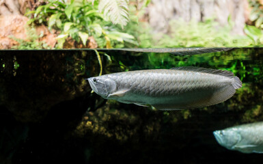 Aquarium of fish.