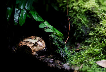 Obraz premium Frog sitting on the ground