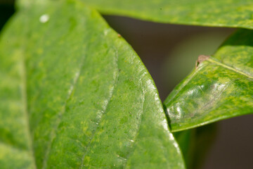 he dense foliage makes the mystery in the wild forests.
 The green leaves have dew drops on their stems, the sunlight sparkles behind the leaves