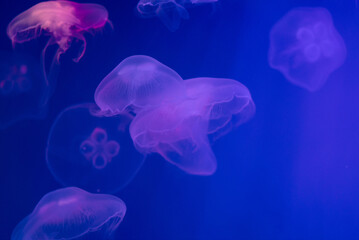 Many Jelly Fish in aquarium