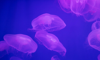 Many Jellyfish in large aquarium.
