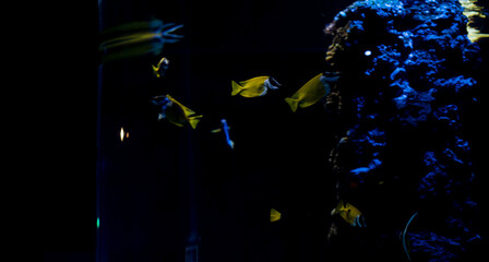 Colorful aquarium world.