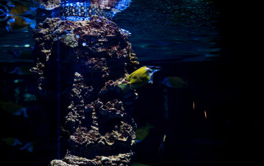 Colorful tropical fish