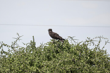 A buffalo eagle sits in natural conditions on a raised platform on a summer day in Kenya