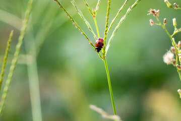 草むらにテントウムシがいた