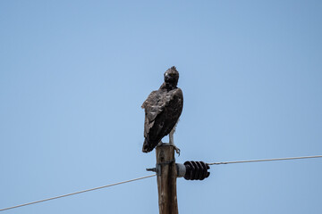 A buffalo eagle sits in natural conditions on a raised platform on a summer day in Kenya