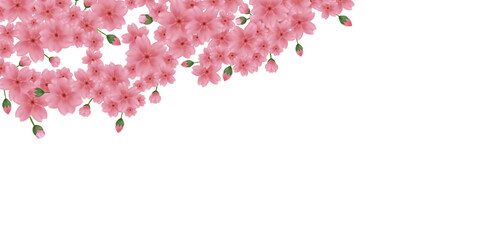花びらが舞う背景素材　桜のイラスト - obrazy, fototapety, plakaty