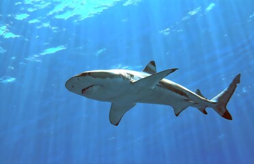 Requin à Bora-Bora - obrazy, fototapety, plakaty