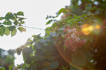 Red and white flowers of Combretum indicum, known as the Rangoon creeper or Chinese honeysuckle,...