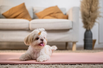 A cute dog in living room