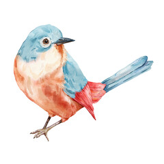 Watercolor card of red and blue bird. Hand painted animal illustration of song bird isolated on white background for design, print, fabric or background. - 729317717