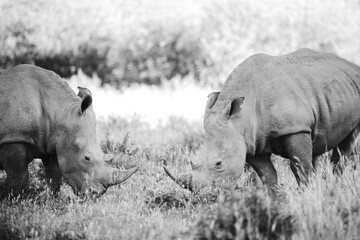 Rhino's in the wild.
