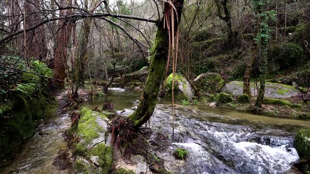 Serene Bugio River amidst Barrias Felgueiras forest