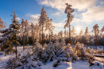 Forest of CHKO Brdy covered in snow near summit Praha in winter. - obrazy, fototapety, plakaty