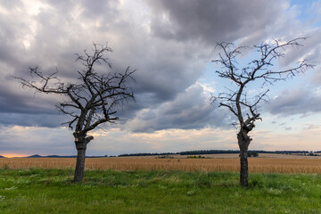Obraz premium alter Baum gegen Himmel mit Lichstimmung Abendhimmel