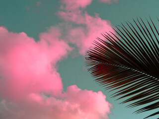 Cloudy sky and coconut leaves decorated with pink tones for Valentine's Day and summer.