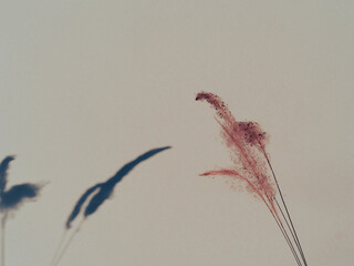 White grass flowers on the wall of the house, vintage minimalist style picture.