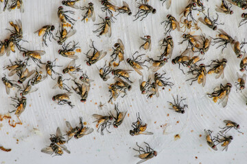 A lot of horsefly stick catcher sticky fly trap