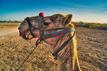 Wüstenschiff in Ägypten: Ein Kamel vor der majestätischen Kulisse der Pyramiden