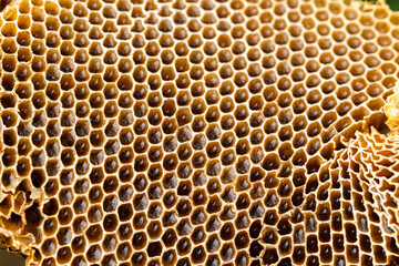 Close up and selective focus of bee hive with fresh honey come in hexagon pattern shows background concept with detail and texture for organic and healthy food that produce from insects.