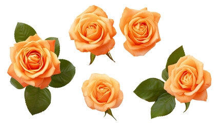 Orange Roses and Floral Elements for Garden Design and Perfume Creation, Isolated on Transparent Background - Top View Floral Art in PNG Digital 3D