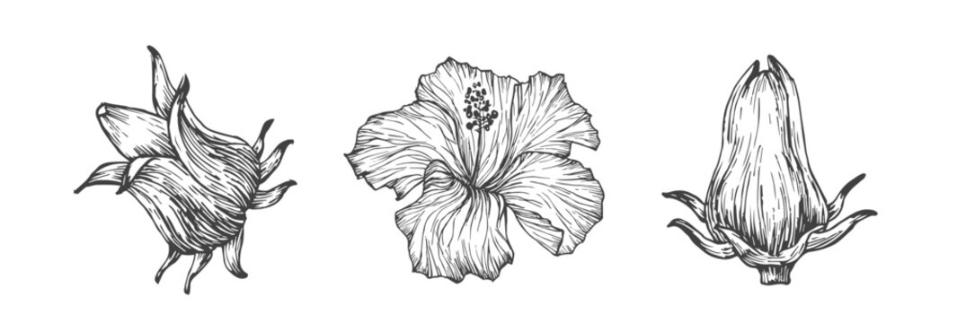 Hibiscus Sabdariffa Flowers Hand Drawn Doodle Vector Illustration. Floral Tropical Foliage Sketch Style Drawing Isolated