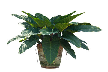 Giant Philodendron or Giant Elephant Ear growing in pot with sunlight isolated on white background...